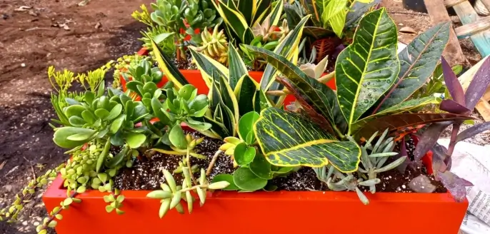 מיקס צמחים באדנית שתולה מפיבר בפרויקט מהשטח