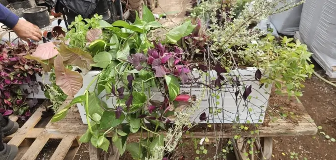 אדנית שתולה לבנה עם צמחייה נשפכת בפרויקט מהשטח