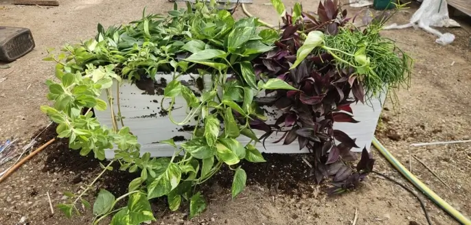 אדנית שתולה בפרויקט מהשטח – שתילה מותאמת לתנאי המקום