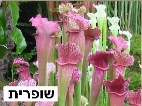 שופרית