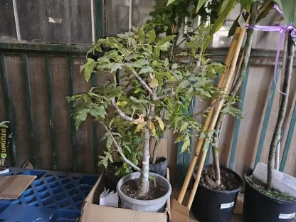 הרפפיליון (מגלון) אפריקאי