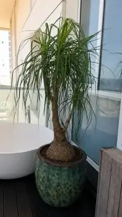 נולינה 50 ליטר בכלי חרס במרפסת גבוהה