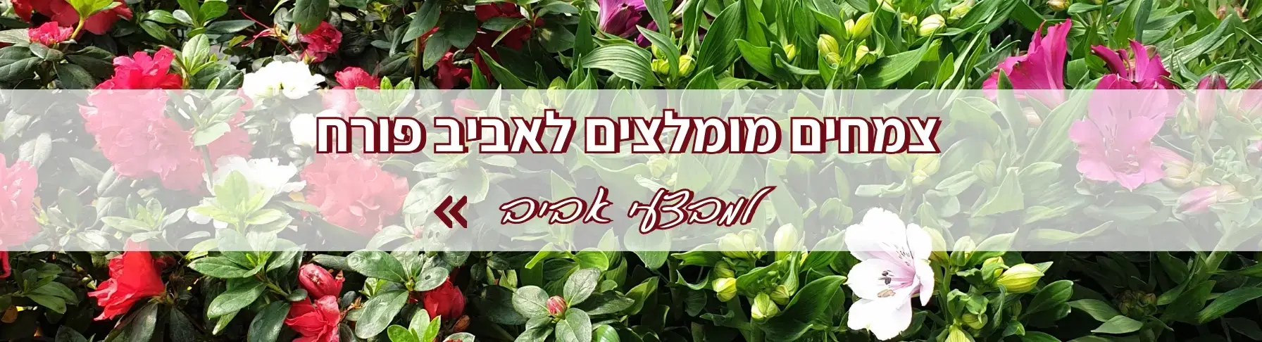 צמחים מומלצים לאביב פורח למבצעי אביב