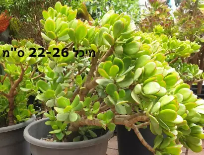 קרסולת הגינות