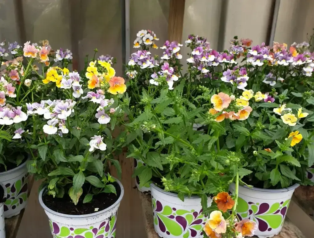 נמסיה רב עונתית