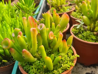 קרסולה סגלגלה אצבעות איטי