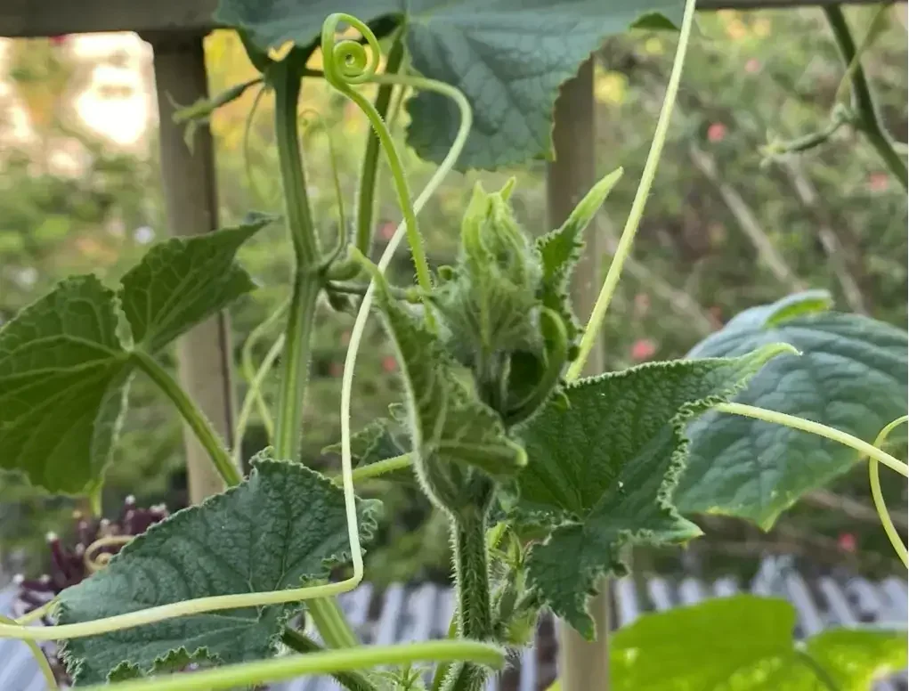 מלפפון בכוסית