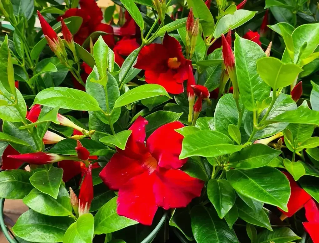 מנדוילה- סנדוילה הדורה פריחה אדומה