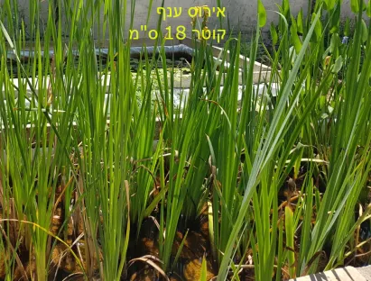 פריחה בצהוב  של אירוס ענף