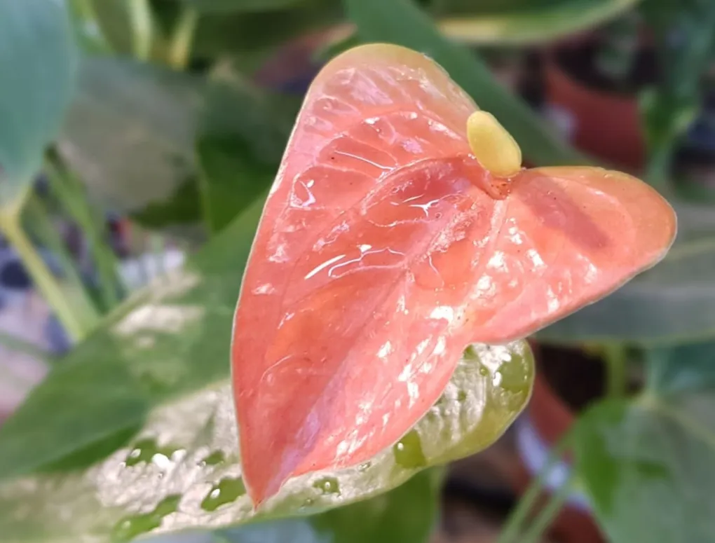 אנטוריום פריחה מגוונת