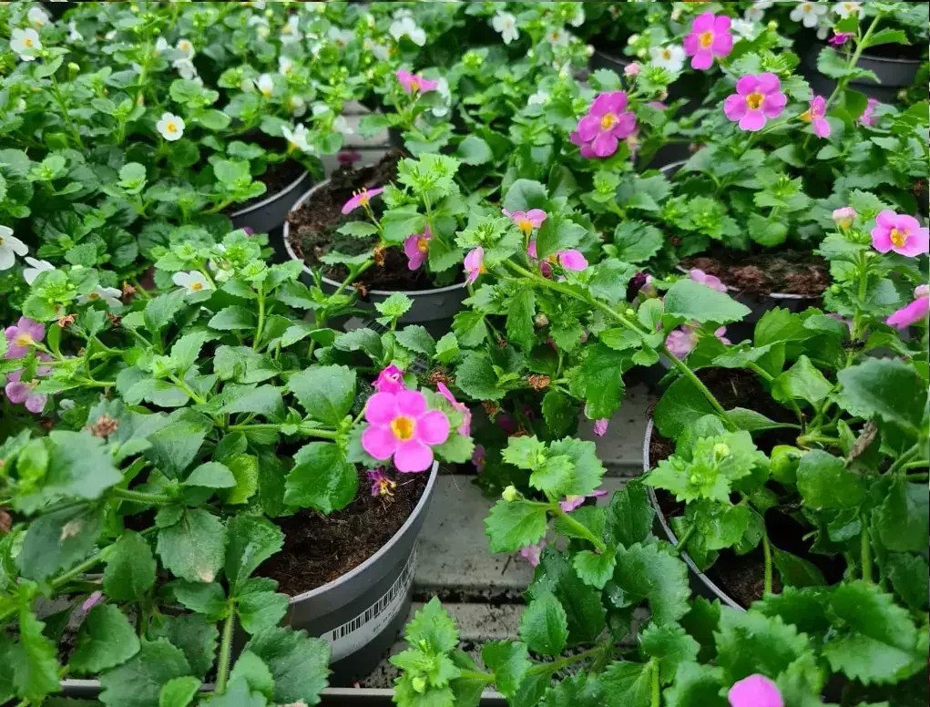 בקופה (ורוד)