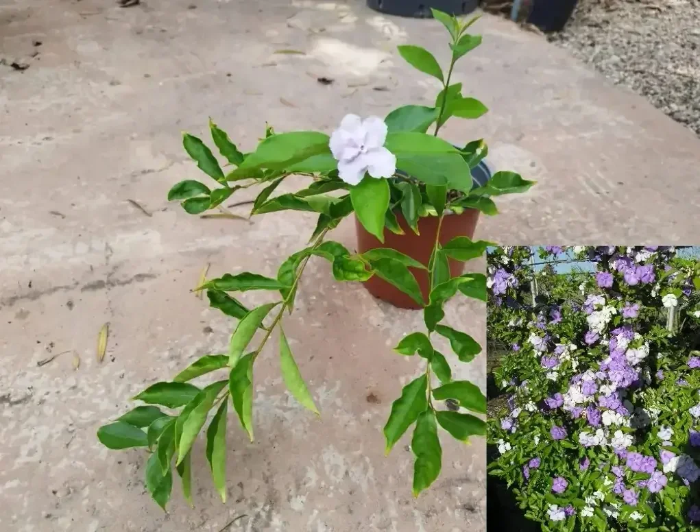 ברונפלסיה גביענית – פריחה ריחנית בגווני סגול ולבן