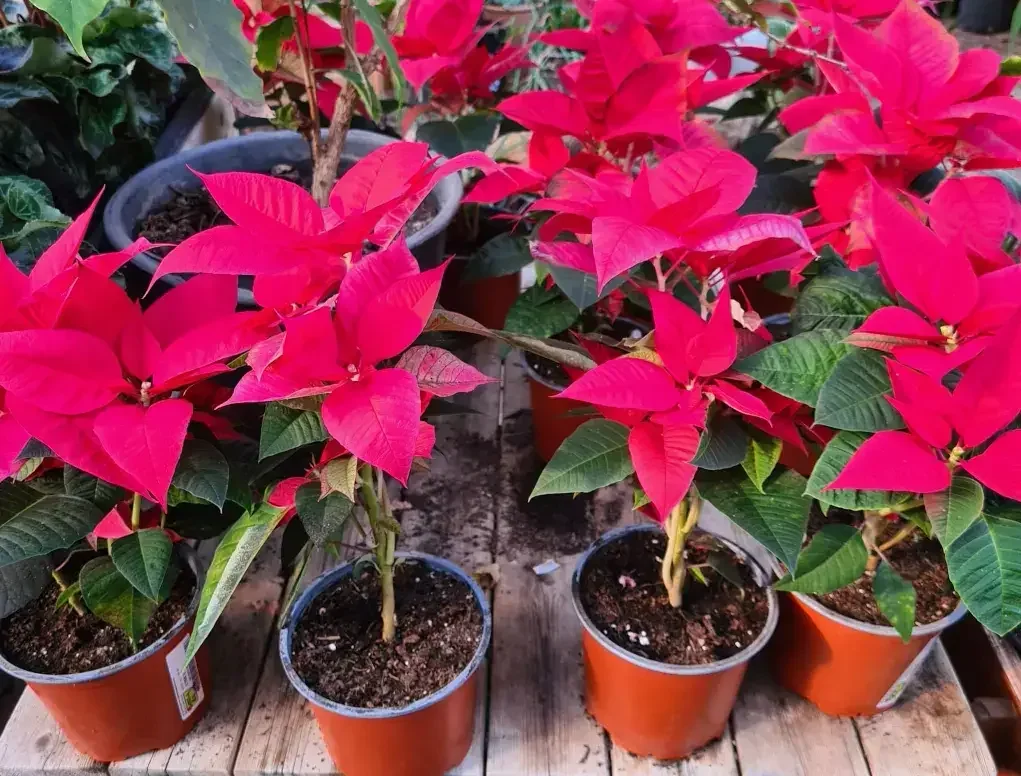 חלבלוב הדור