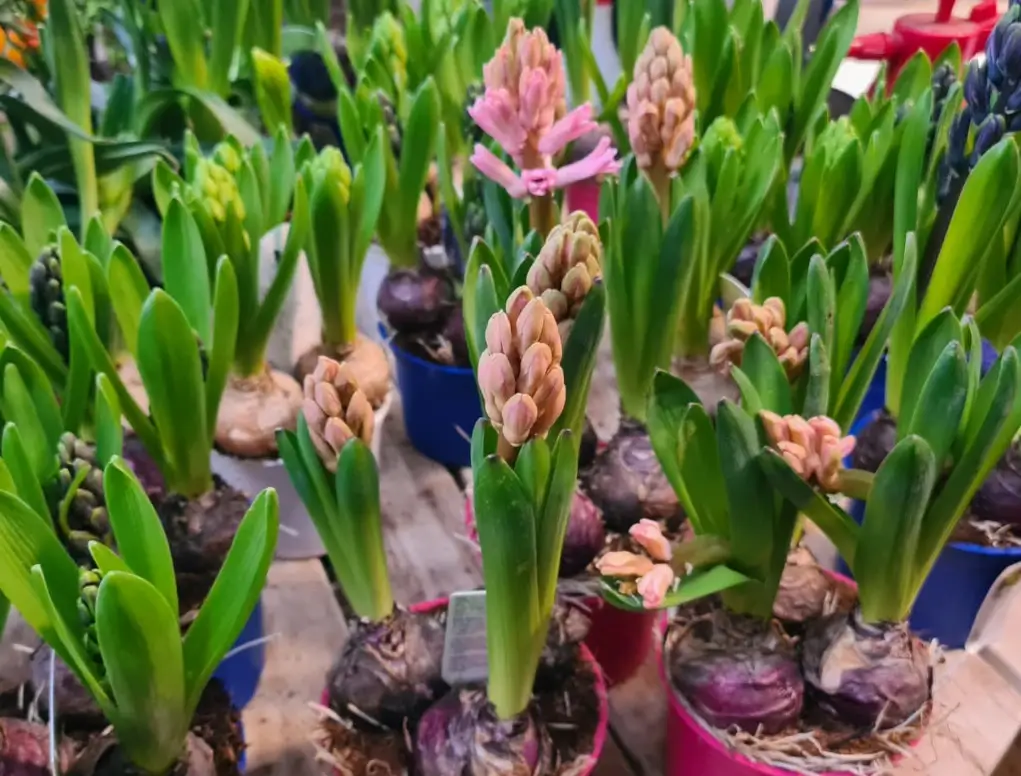 יקינטון פקעת בעציץ