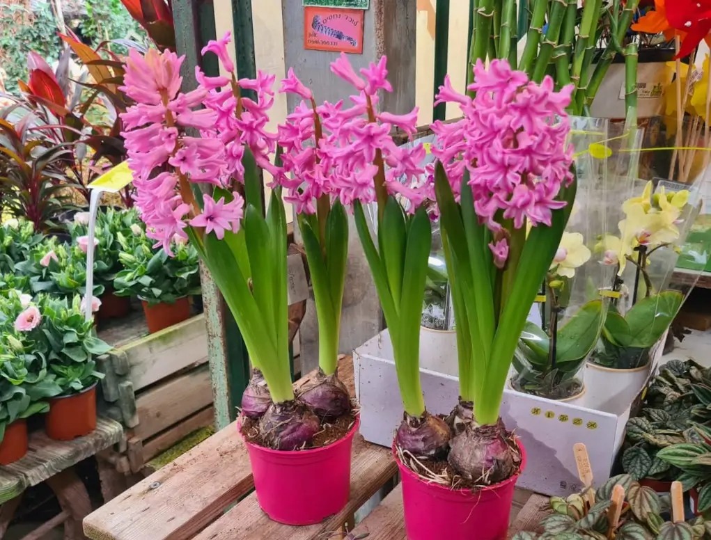 יקינטון פקעת בעציץ