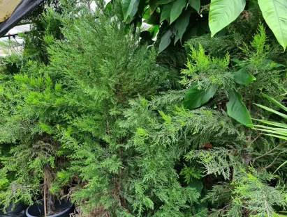 ברוש גדול-פירות (לימוני ) `גולד קרסט`