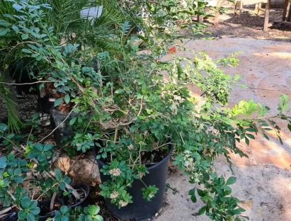 מוריה מכבדית