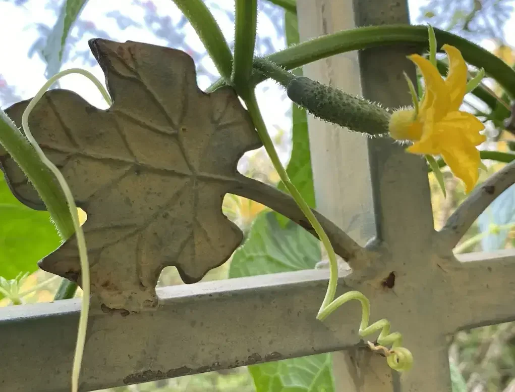 שתילון של מלפפון עם פריחה ופרי