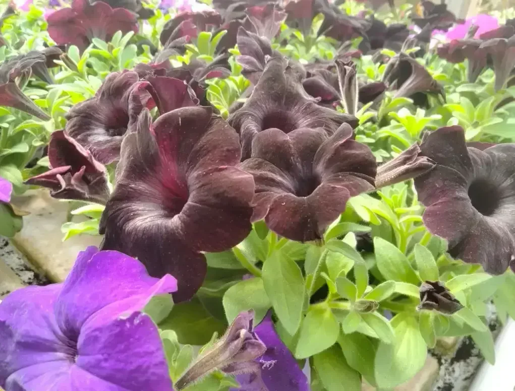 פטוניה מפלית פריחה בשחור קטיפתי ובסגול