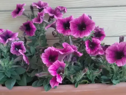 פטוניה מפלית מכל בקוטר 10-12 ס"מ