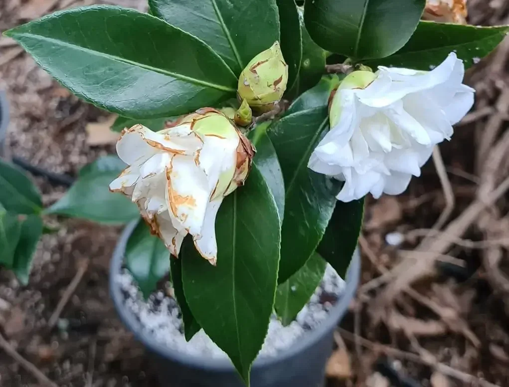 קמליה לבנה | קל-שתיל