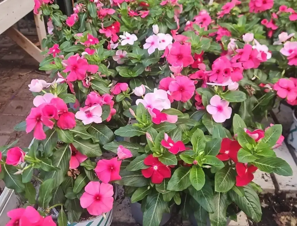 וינקה (קתרנתוס) ורודה זקופה שלל-צבעים