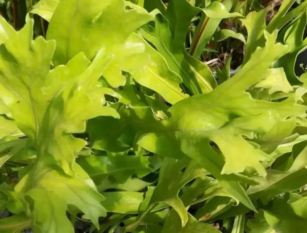 מיקרוסוריום מנוקד עם עלים גליים לתנאי צל ולחות גבוהה