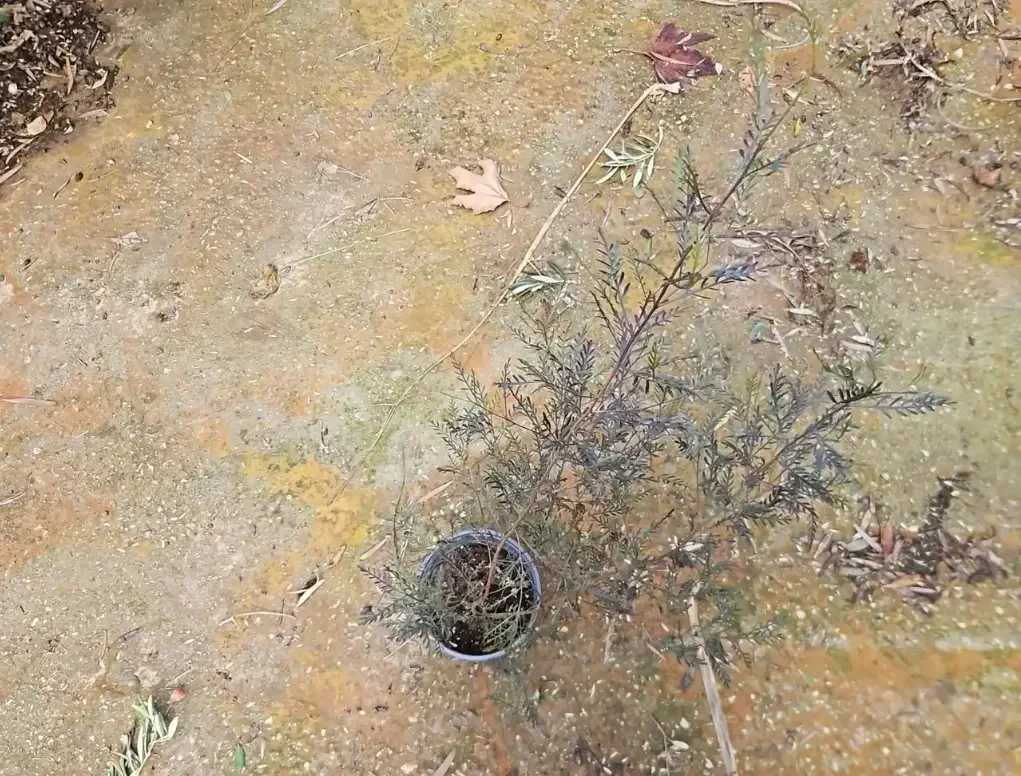 דודונאה דביקה דרור – עלווה ארגמנית חורפית לגדר חיה