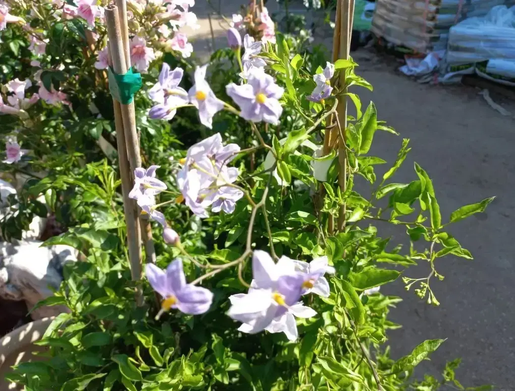 סולנום יסמיני Solanum laxum בפריחה סגולה