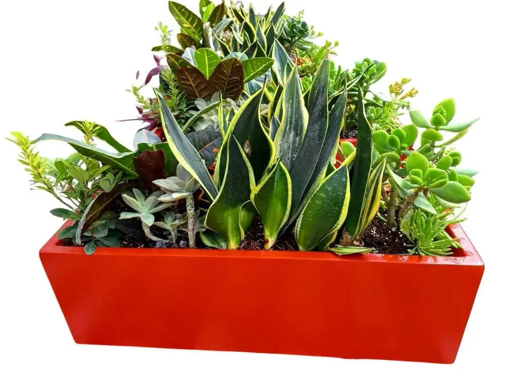 אדנית פיבר 70 שתולה קומפלט בצמחי נוי צבעוניים