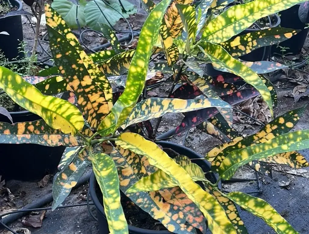 קודן אור עלווה מצוירת צהוב ירוק