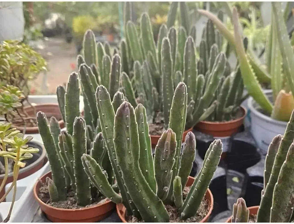 סטפליה לינדרציה