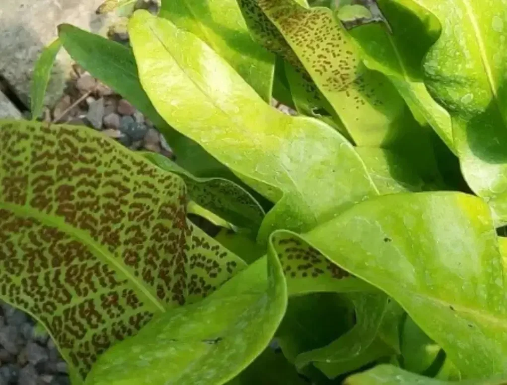 מיקרוסוריון מנוקד