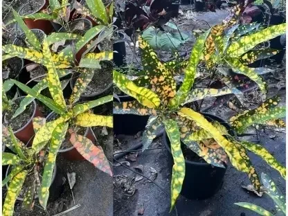 קודן אור עלווה מצוירת צהוב ירוק