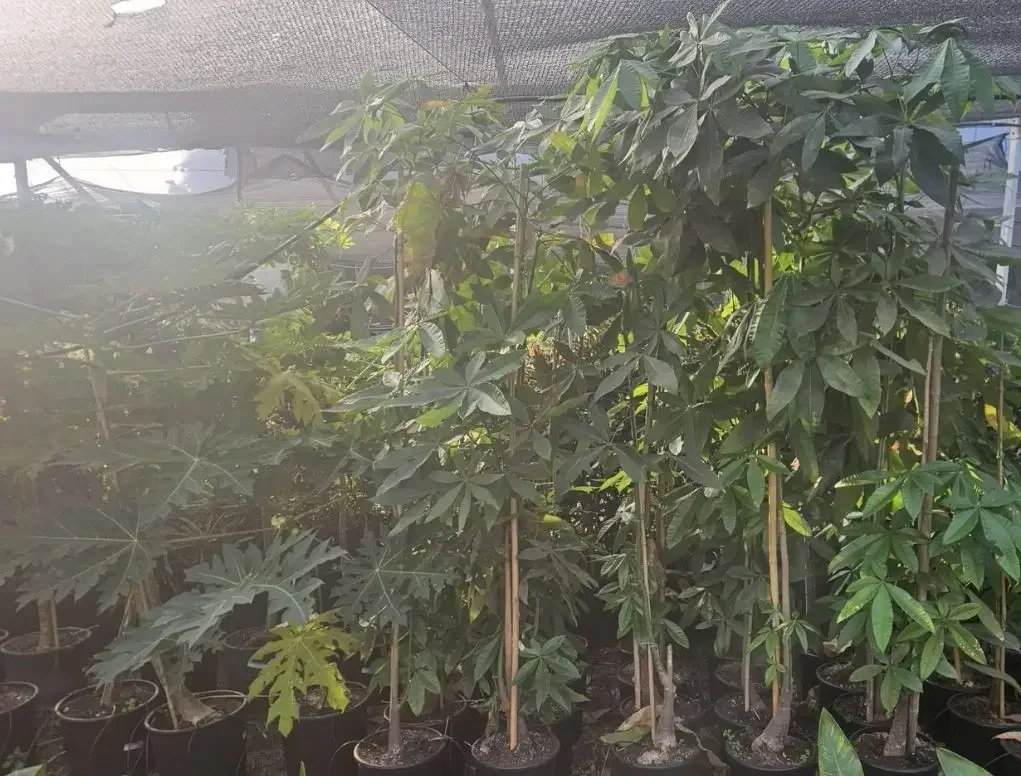 בומבקס חלק (אגוז מלבר)