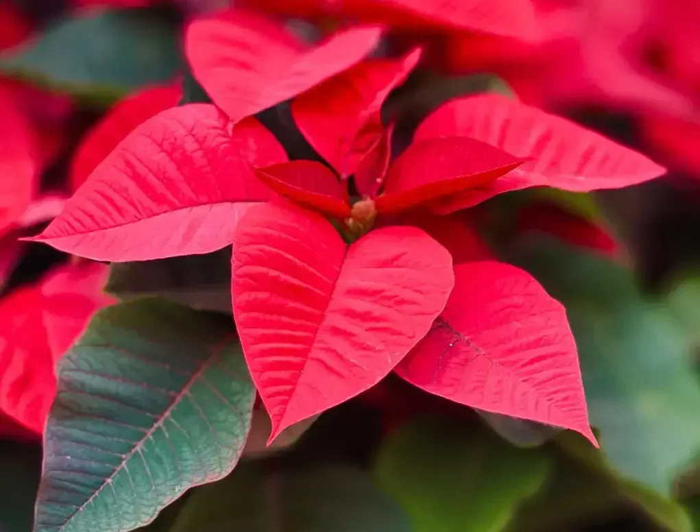 חלבלוב הדור - צבעוני חג-המולד