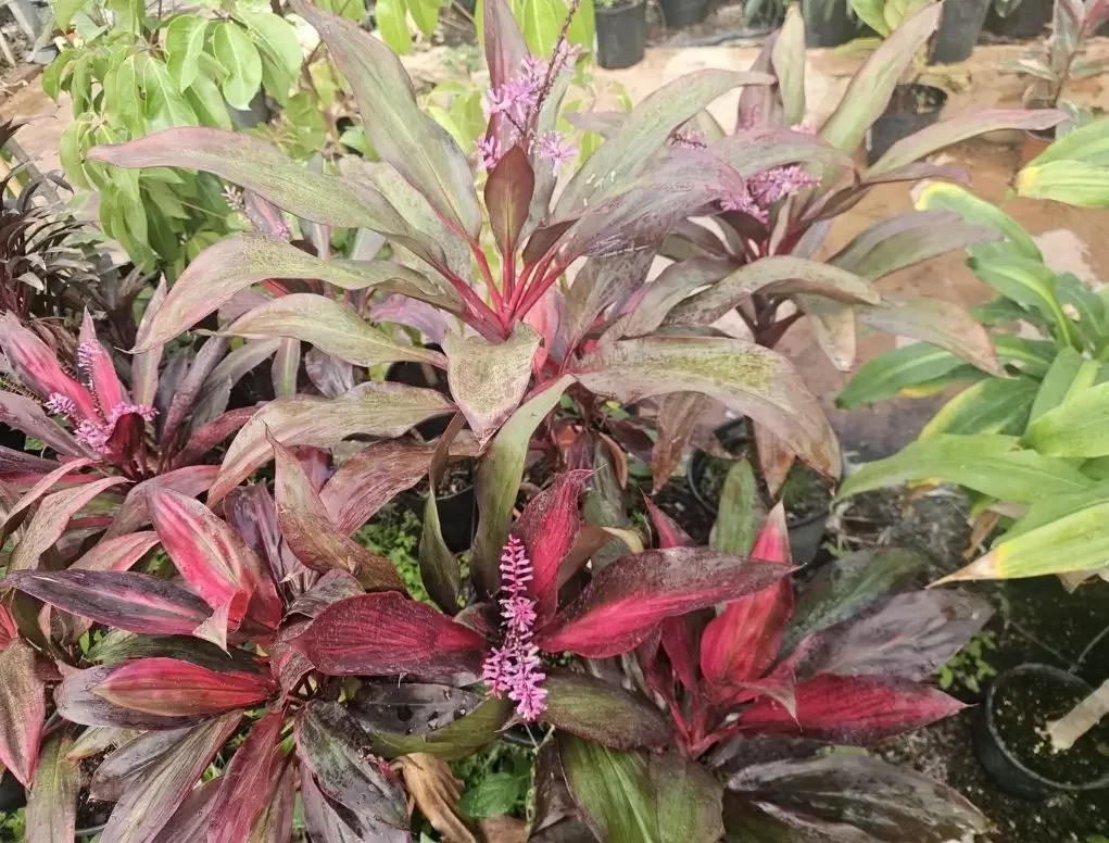 קורדילינה אמירי 'אטום' פריחה