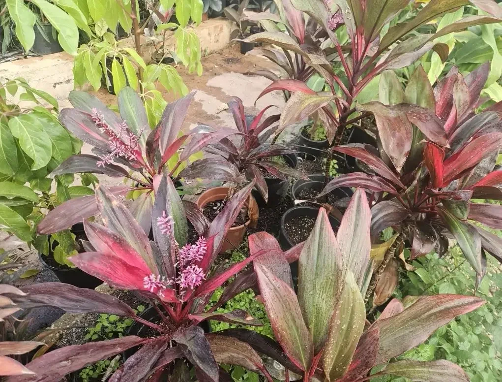 קורדילינה אמירי 'אטום' פריחה