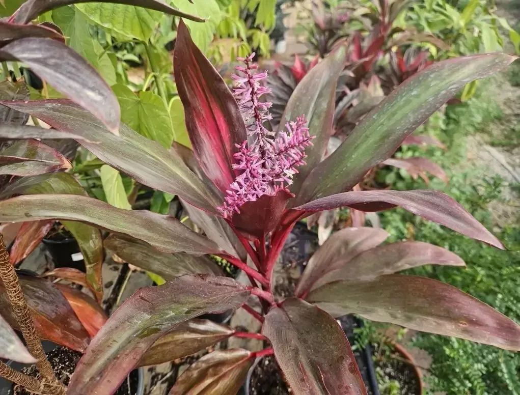 קורדילינה אמירי 'אטום' פריחה