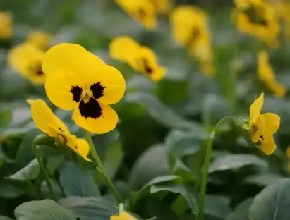 סגל אמנון ותמר מכלוא