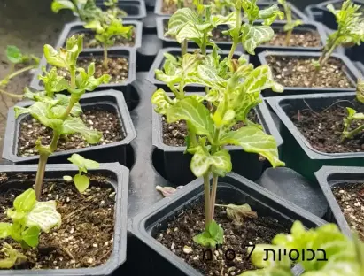 אסיסטסיה גנגטיקה זוחל סגול בכוסית