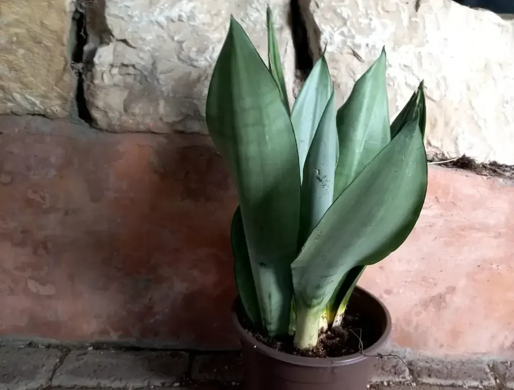 סנסיווריה מונשיין אפורה – כידונן משולש בעל עלים זקופים