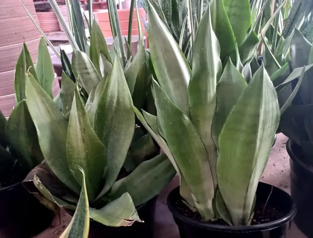 סנסיווריה מונשיין אפורה – כידונן משולש בעל עלים זקופים