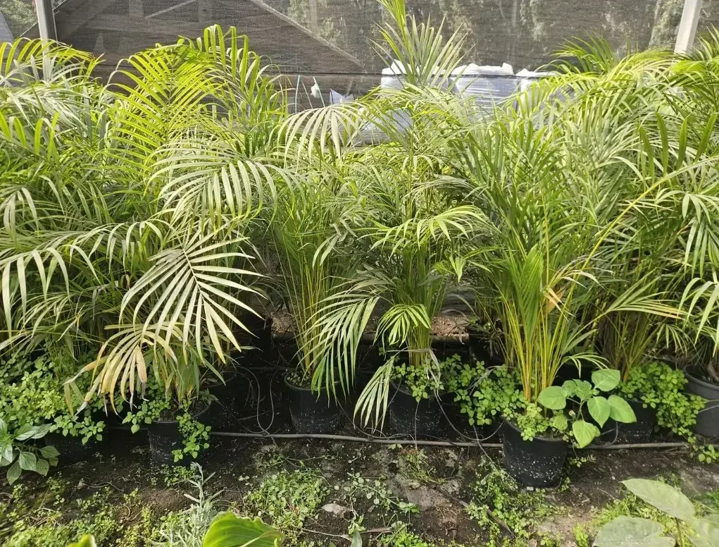 כריסלידוקרפוס (ארקה) מצהיב 10 ליטר