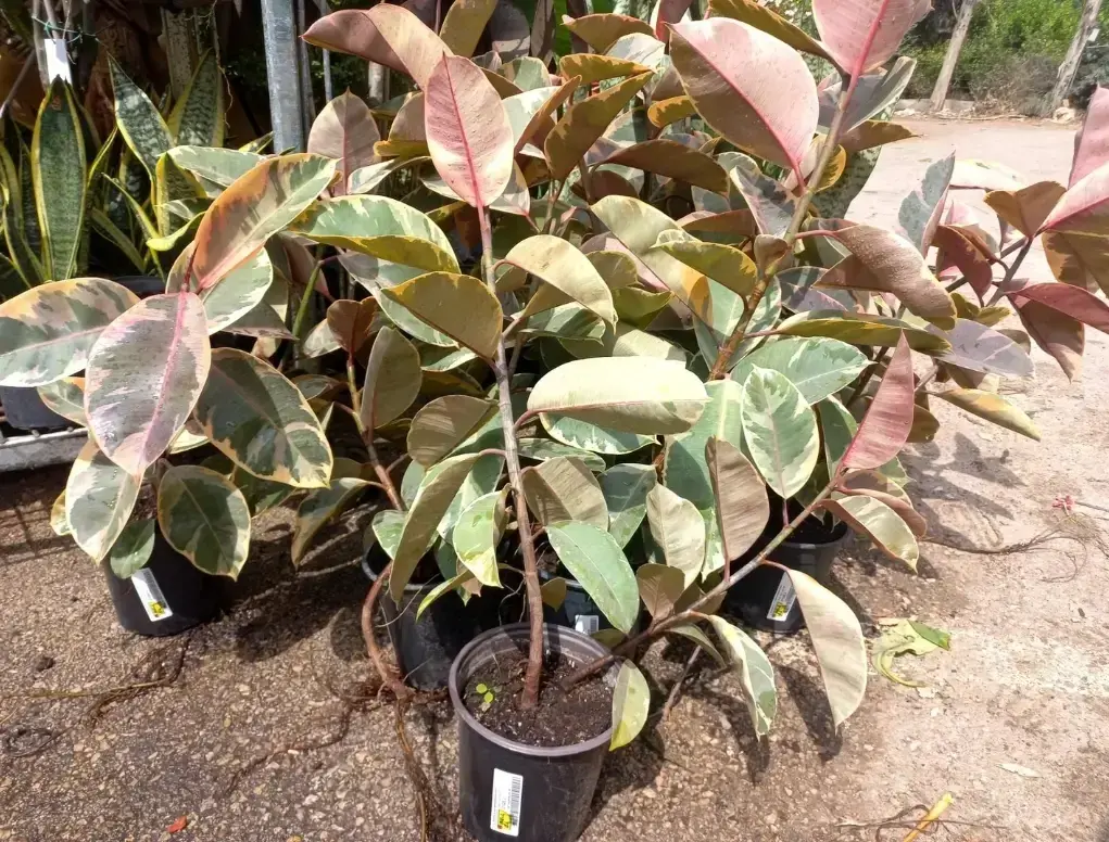 פיקוס הגומי בליז