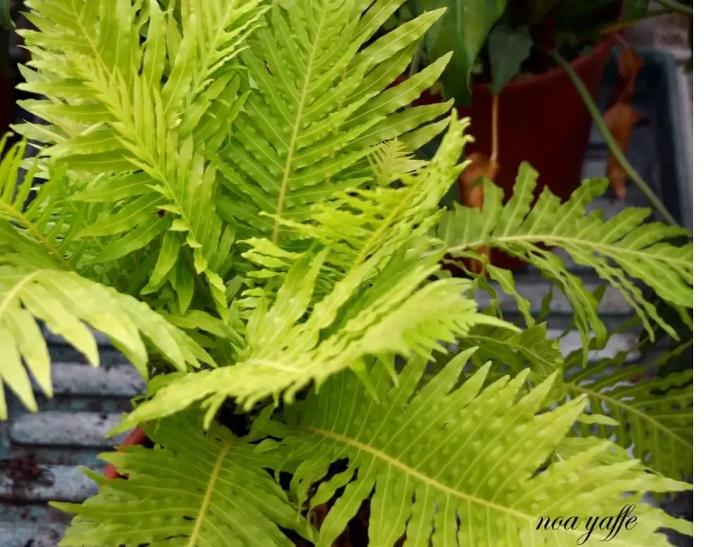 בלכנון מחוטר