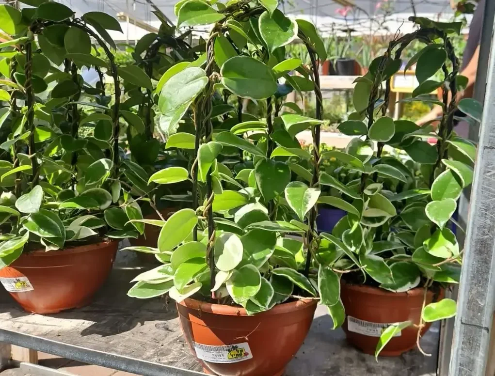 בת-שבע מטפסת ע. 11 ס"מ קוטר