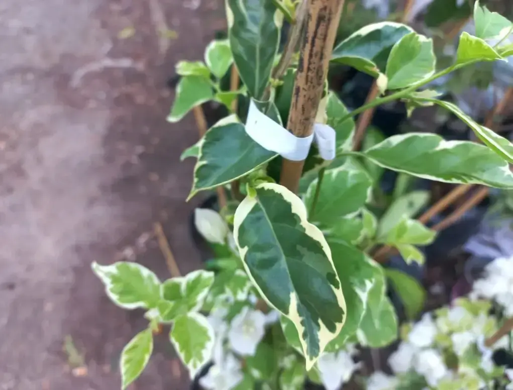 בוגונביליה גלברה מגוונת לבנה