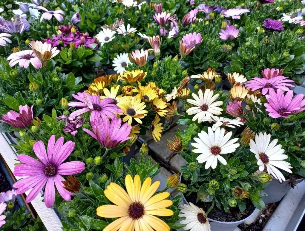 גרמית אקלון שלל צבעים