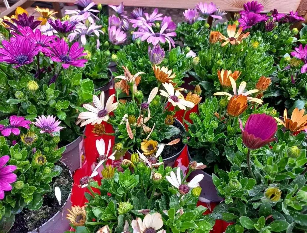 גרמית אקלון שלל צבעים